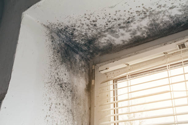 Affordable Mold Remediation solutions in Paris, TN